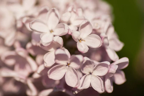 Lente bloeiende lila in het park — Stockfoto