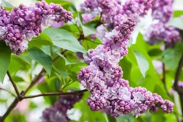 Jarní kvetoucí fialová šeřík v parku — Stock fotografie