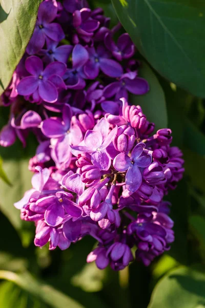 Lente bloeiende violette lila in het park — Stockfoto