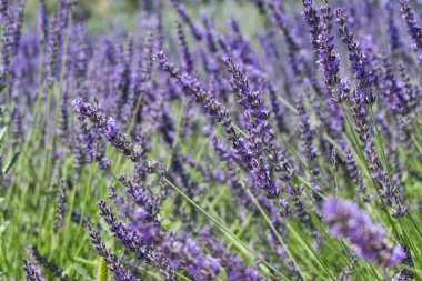 Sonsuz lavanta tarlaları, mor ve mor çiçekler, provence