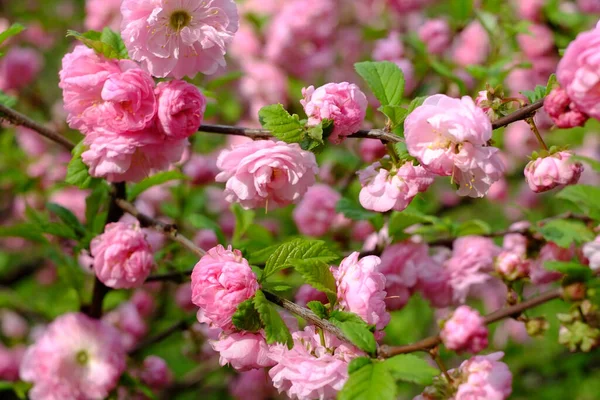 Красиві Квіти Сакури Вишні Весняний Час — стокове фото