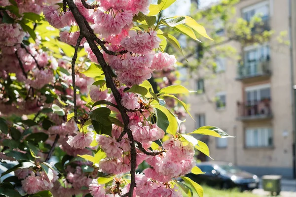 Красиві Квіти Сакури Вишні Весняний Час — стокове фото