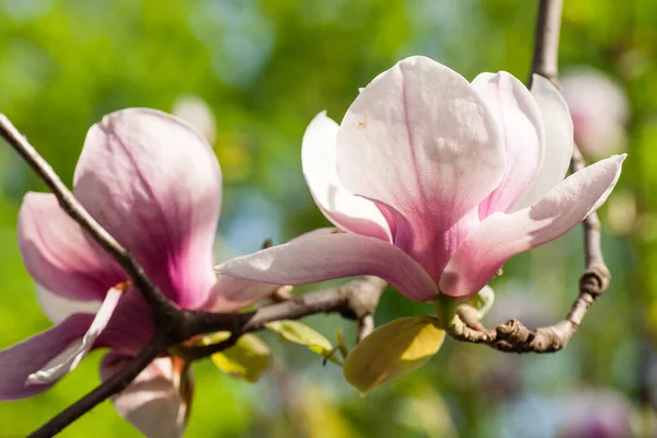 Квітучі Квіти Магнолії Зеленому Фоні — стокове фото