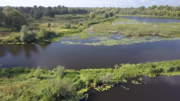 Letni widok z lotu ptaka na rzekę Desna i las — Wideo stockowe