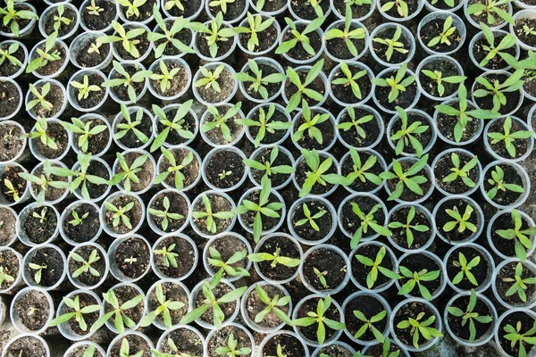 Top View Pepper Seedlings Young Foliage Pepper Spring Seedlings Sprouts — Stock Photo, Image