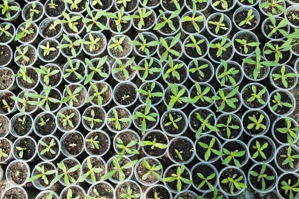 Ovanifrån Till Peppar Plantor Unga Blad Peppar Våren Plantor Groddar — Stockfoto