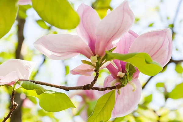 Квітучі Квіти Магнолії Сонячний День Парку — стокове фото