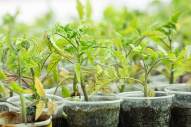 Seçici odaklı serada filizlenmek için plastik bardakta domates tohumu.