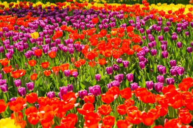 Bahçenin arka planında kırmızı sarı laleler var.