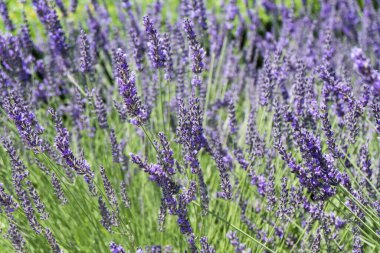 Sonsuz lavanta tarlaları, mor ve mor çiçekler, provence