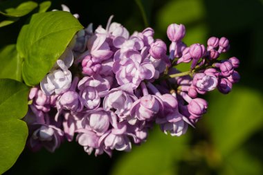Bahçede açan mor leylağın bahar dalı