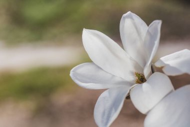 Güneşli bahar gününde yeşil zemin üzerinde çiçek açan beyaz manolya çiçeklerinin kapanışı metin için kullanılacak yer