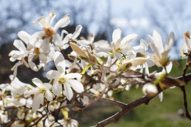 Güneşli bahar gününde yeşil arka planda çiçek açan beyaz manolya çiçekleri.