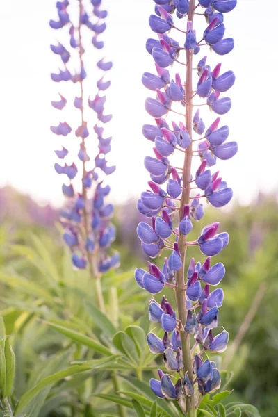 Lupinenfeld Mit Rosa Lila Und Blauen Blüten Haufen Lupinen Sommer — Stockfoto