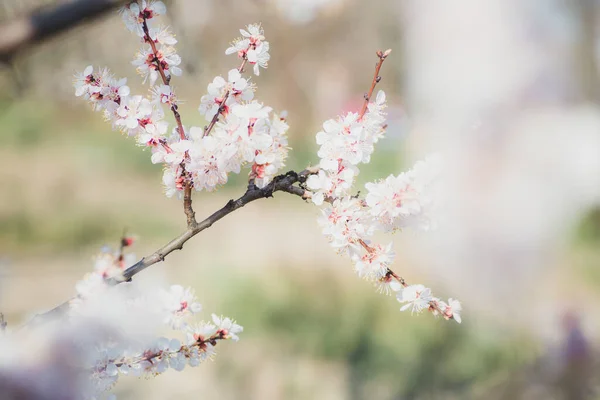 Close Branch Pink Apricot Tree Flowers Full Bloom Blurred Background — Stock Photo, Image