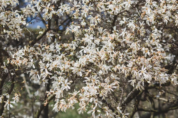Квітучі Білі Квіти Магнолії Зеленому Фоні Сонячний Весняний День — стокове фото