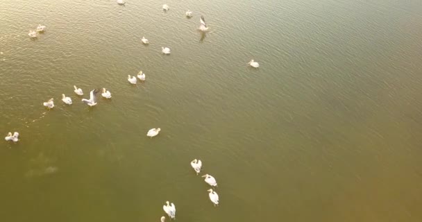Terreno di riproduzione di pellicani nel Parco Naturale Nazionale Tuzly estuario vicino alla costa del Mar Nero, Ucraina — Video Stock