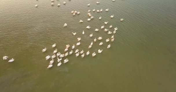 Aires de reproduction des pélicans dans le parc naturel national de l'estuaire de Tuzly, près de la côte de la mer Noire, en Ukraine — Video