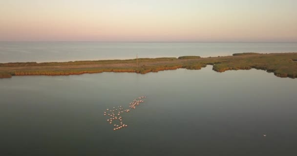 Tereny lęgowe pelikanów w Tuzly Estuary National Nature Park w pobliżu wybrzeża Morza Czarnego, Ukraina — Wideo stockowe