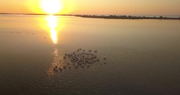 乌克兰靠近黑海海岸的图兹利河口国家自然公园的鹈鹕繁殖地 — 图库视频影像