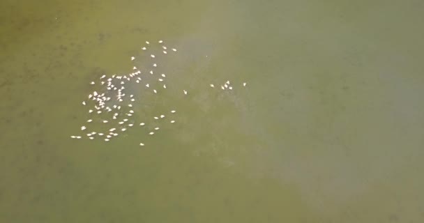 Разведение пеликанов в национальном природном парке "Тузлы" недалеко от побережья Черного моря, Украина — стоковое видео
