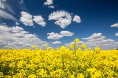 Renkli sarı bahar kanola tarlaları, güneşli bir günde kolza tohumu ya da tecavüz, güzel mavi gökyüzü ve beyaz bulutlar.