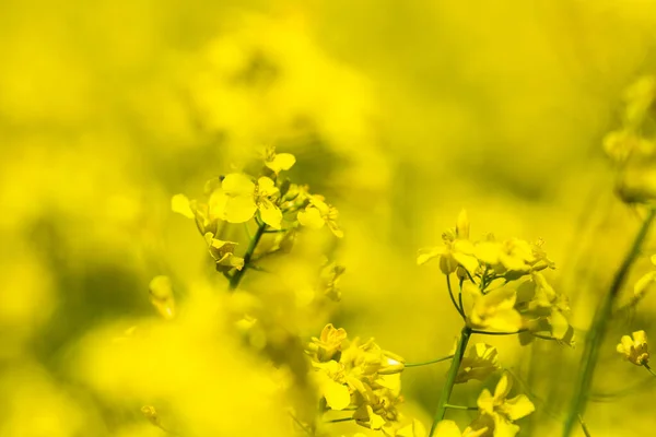 Closeup Yellow Spring Fileds Canola Rapeseed Rape Sunny Day — Stock Photo, Image