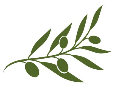Vektör zeytin dalı. Zeytin yağı işareti. Barışın sembolü. Yunan dini işareti. Organik kozmetik ürünleri. Doğal element.