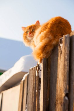 Mavi gökyüzünün arka planında gri bir çitin üzerinde oturan kırmızı kedi