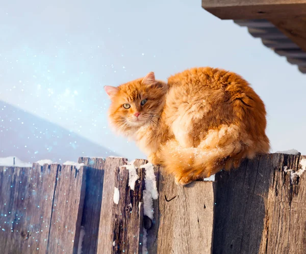 Gato Rojo Sentado Una Cerca Gris Sobre Fondo Cielo Azul — Foto de Stock