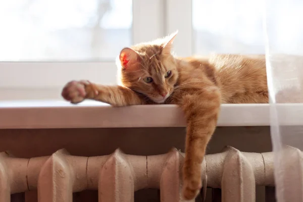 Sevimli kırmızı kedi bataryanın üstündeki pencere eşiğinde güneşleniyor.. 