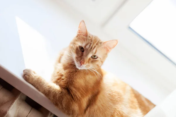 Sevimli kırmızı kedi bataryanın üstündeki pencere eşiğinde güneşleniyor.. 