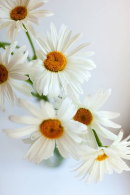 Beyaz chamomiles buket  