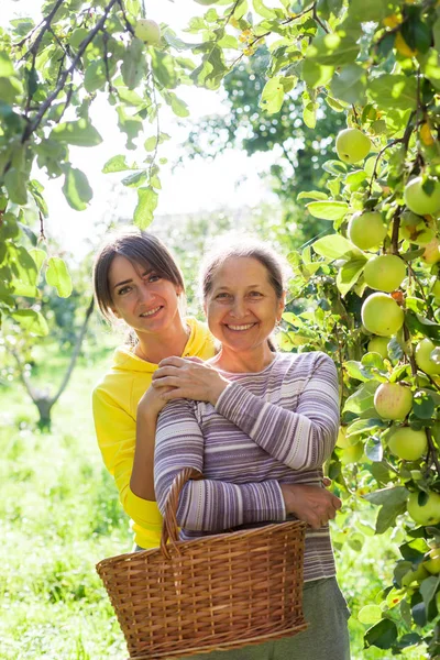 Elderly woman with   adult daughter in   apple orchard. — Stock Photo, Image