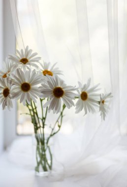 Penceredeki vazoda bir buket beyaz papatya çayı.