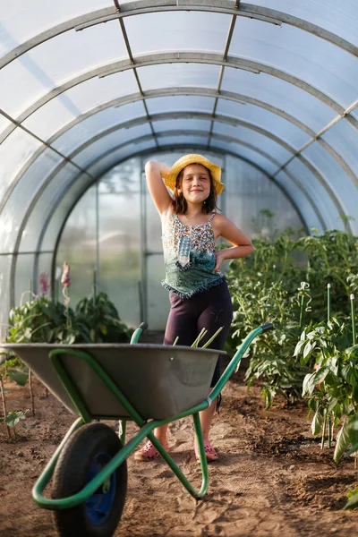 Anak Rumah Kaca Pada Musim Panas Membantu Mengurus Sayur Sayuran — Stok Foto