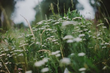 Beyaz çiçekli yeşil yaz çayırı