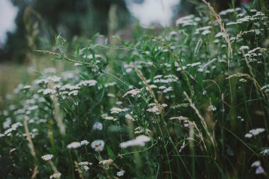 Beyaz çiçekli yeşil yaz çayırı