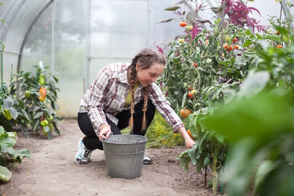 Adolescente Trabalhando Estufa Com Legumes — Fotografia de Stock