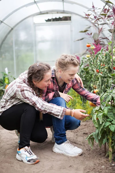 Remaja Kembar Bekerja Rumah Kaca Dengan Sayuran — Stok Foto