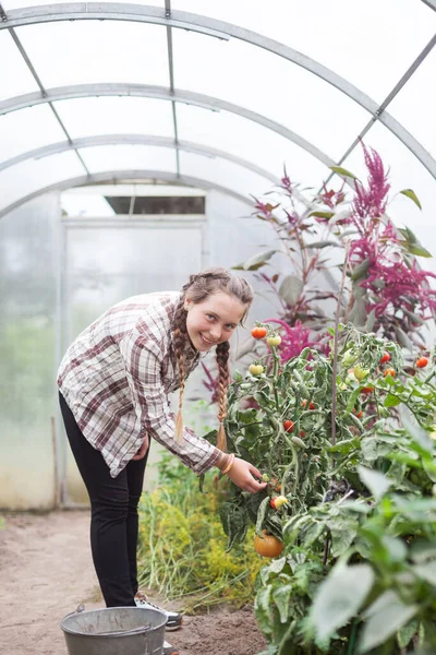 Adolescenta Fata Care Lucrează Seră Legume — Fotografie, imagine de stoc