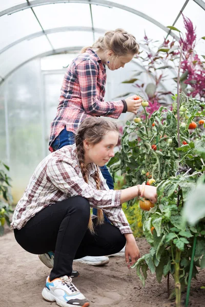 Adolescente Irmãs Gêmeas Trabalhando Estufa Com Legumes — Fotografia de Stock