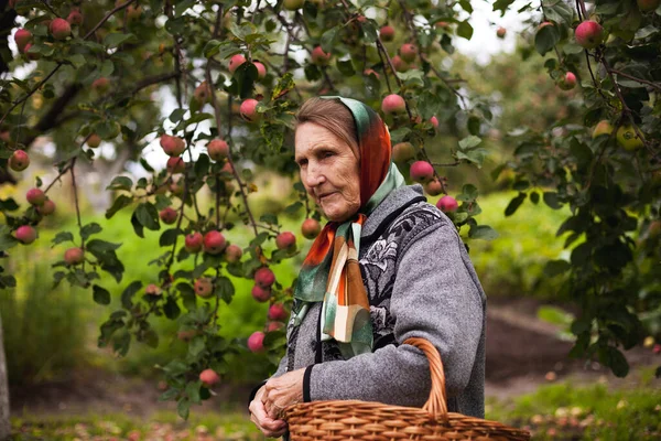 Портрет Старої Бабусі Яблучному Саду — стокове фото