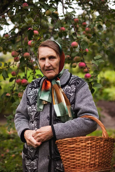 Πορτρέτο Της Γιαγιάς Οπωρώνα Μήλου — Φωτογραφία Αρχείου