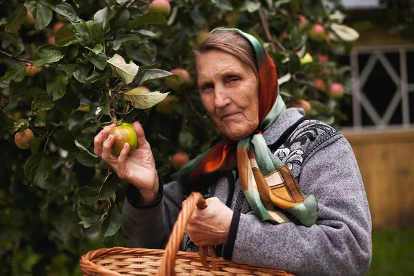 Ritratto Vecchia Nonna Nel Frutteto Mele — Foto Stock