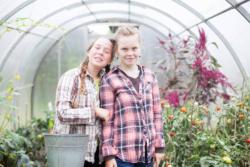   Teenage twin sisters working in   greenhouse with vegetables. 