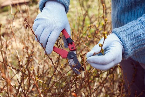 Woman Pruning Bushes Pruner Close Women Hand — Stock Photo, Image