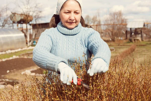 Donna Anziana Nel Giardino Del Villaggio Potatura Rami Cespuglio — Foto Stock