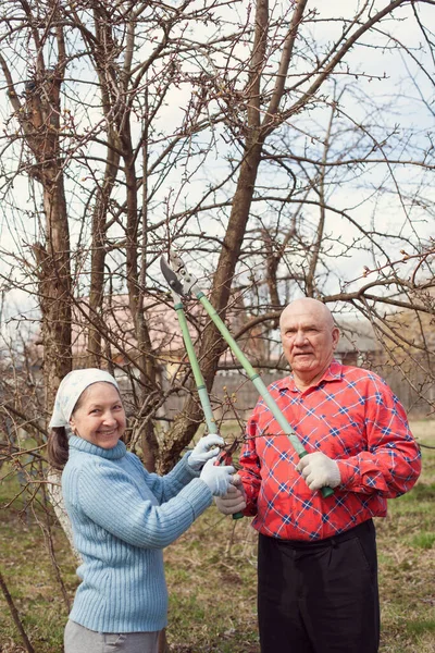 Mature Couple Pruning Apple Trees Pruners — Stock Photo, Image