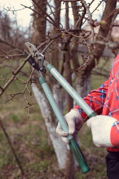 Pruning Tree Branches Village Garden Close Hands — Stock Photo, Image